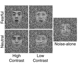 Neural correlates of top-down processing in emotion perception
